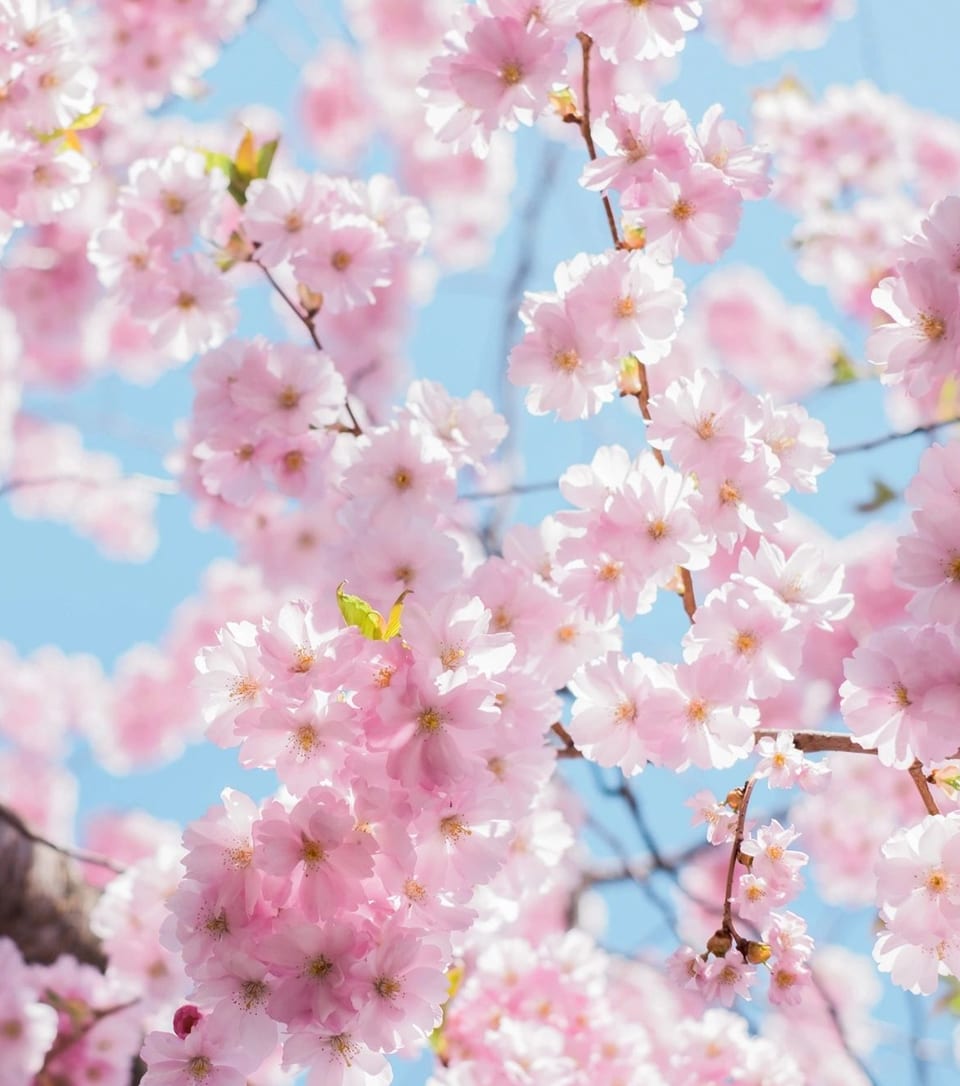 Pink cherry blossoms in full bloom against a bright blue sky